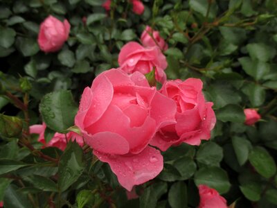 Raindrop garden roses pink