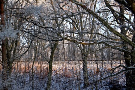 Trees cold winter