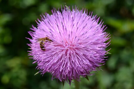 Spring insect polen
