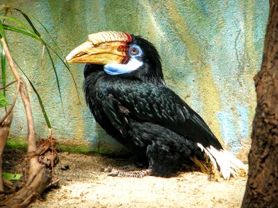 Zoo bird warsaw photo