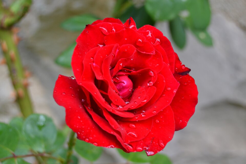 Red rose flower drops
