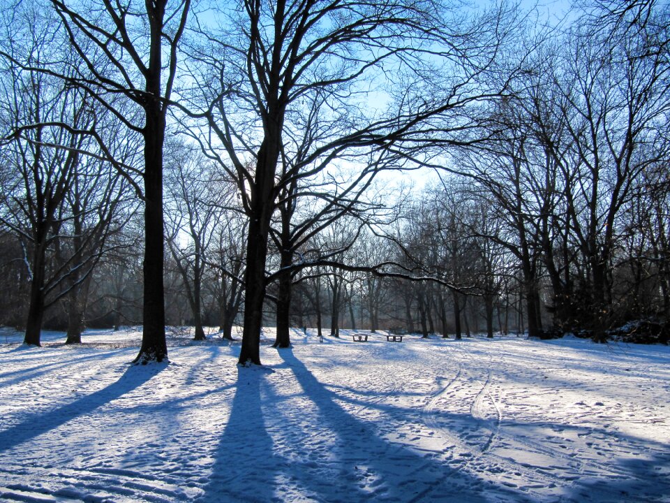 Berlin snow trees