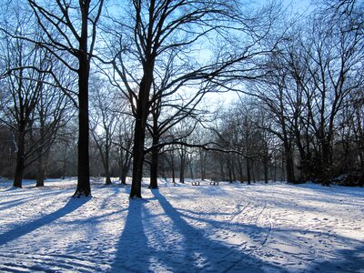 Berlin snow trees