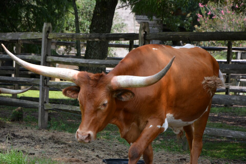 Cow animal pasture