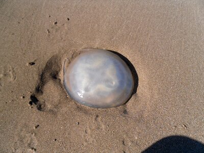 Jellyfish beach sand photo