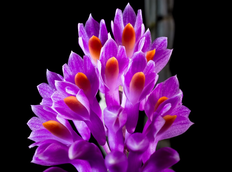 Bloom flower purple