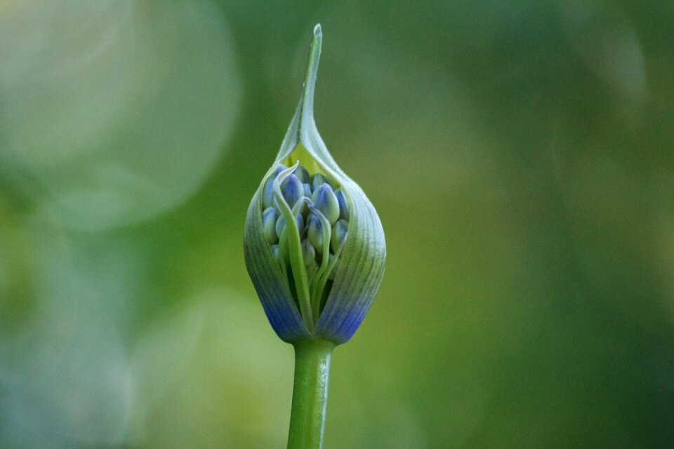 Flora plant flower
