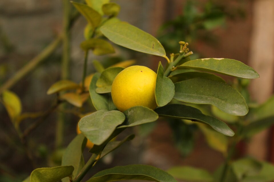 Lemon vegetable plant