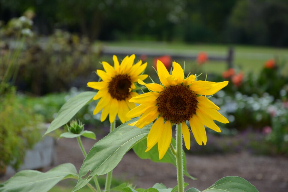 Flower yellow nature