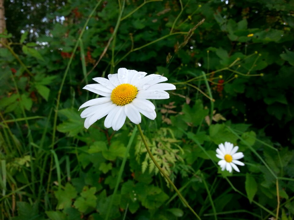 Meadow plant nature plant