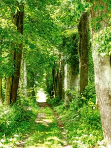 Park poland landscape