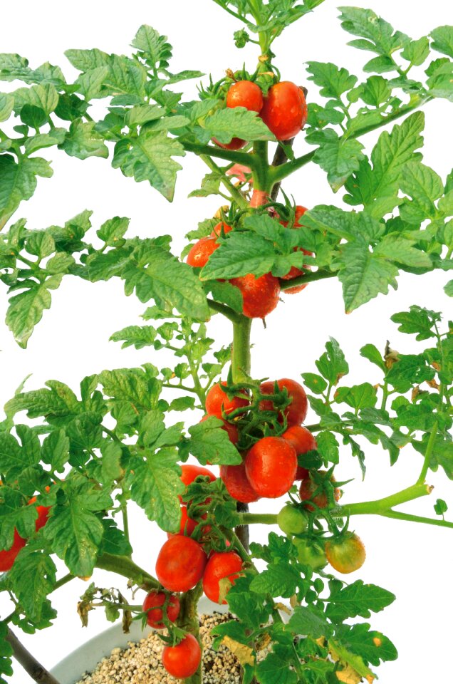 Tomato plant green