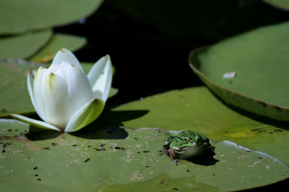 Lotus green water