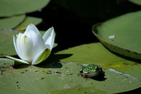 Lotus green water