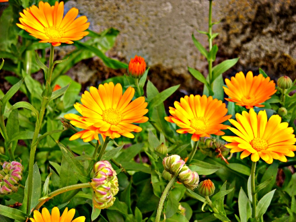 Yellow orange colors