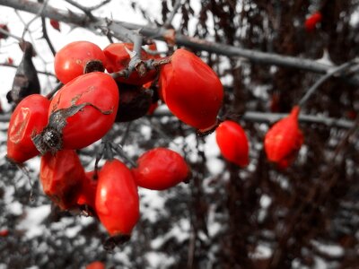 Red bush nature photo