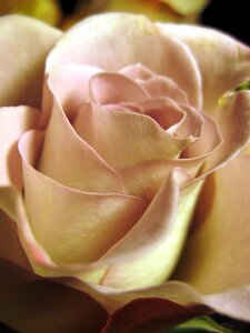 Flower rose petals beautiful