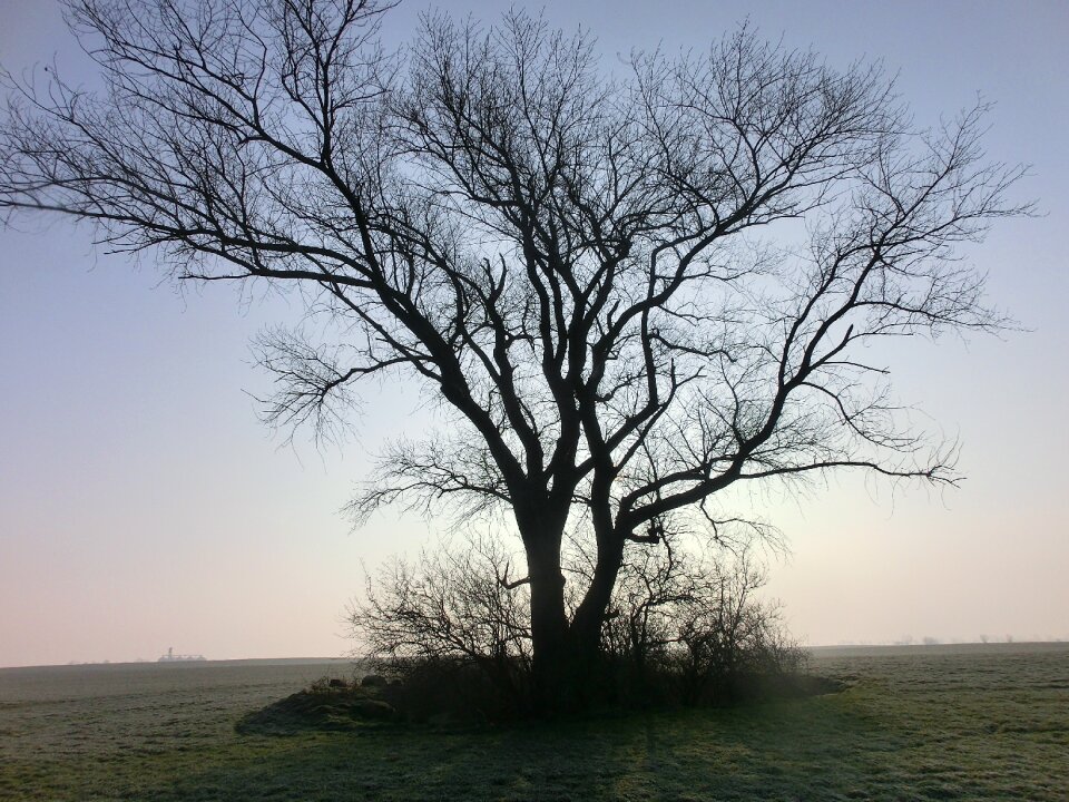 Lonely winter nature