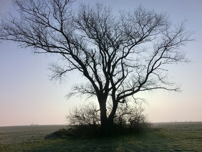 Lonely winter nature
