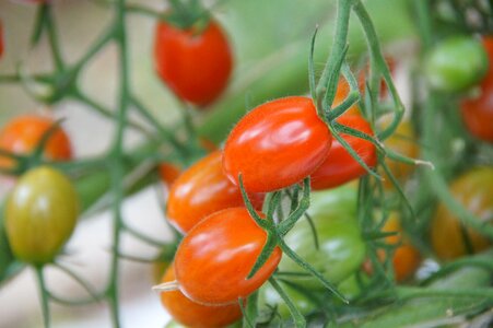 Agriculture hors-sol food