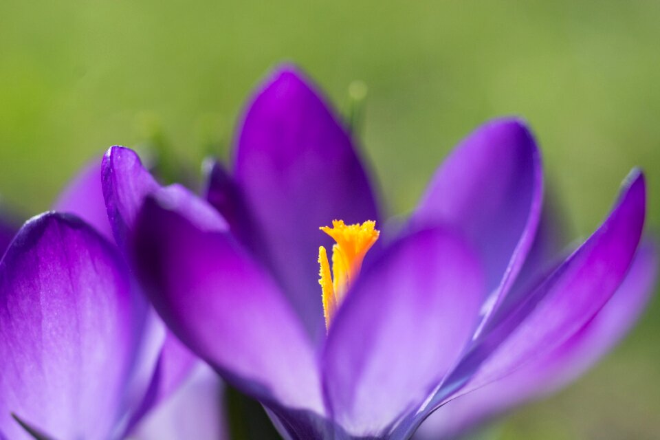 Purple flowers flora