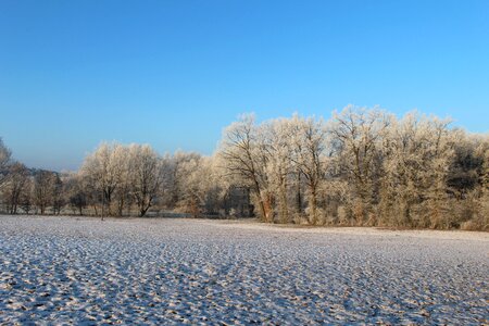 Trees cold winter