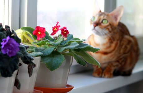 On the windowsill breed window
