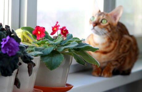 On the windowsill breed window photo