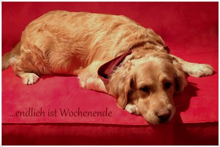 Pet golden retriever weekend