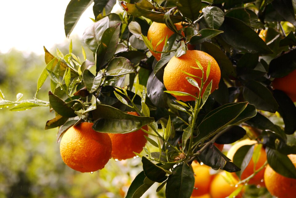 Fresh fruit orange fruit