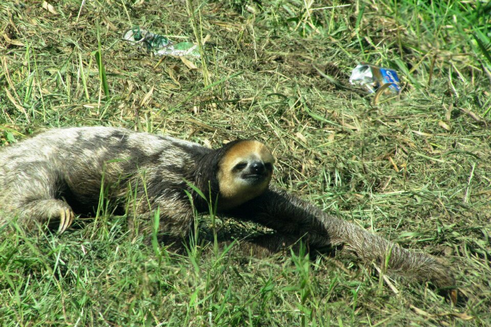 Lazy guyana wild animal