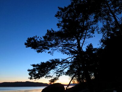 Trees dusk silhouettes