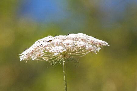 Flora fauna close up