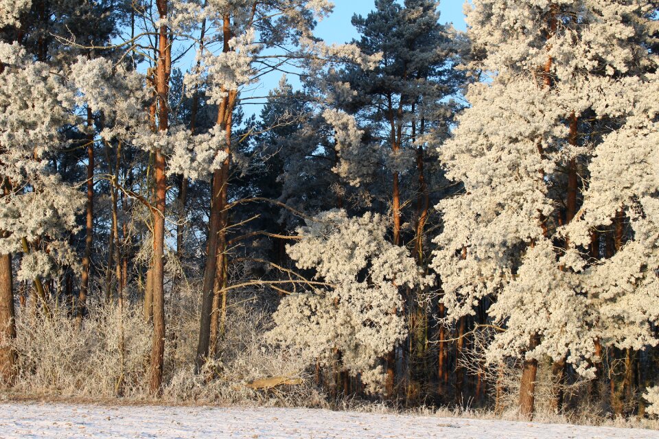 Trees cold winter
