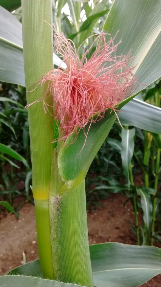 Agriculture corn field