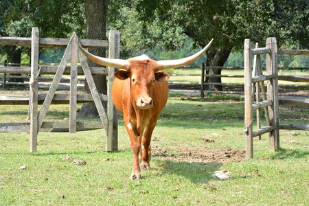 Cattle agriculture country photo