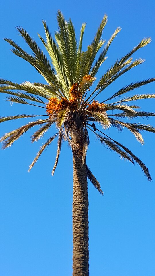 Up high straigth palm leaves