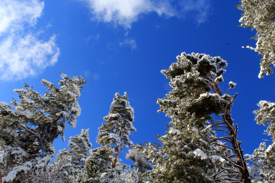 Snow ever green sky