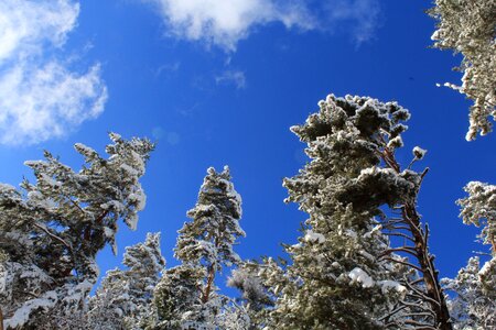 Snow ever green sky