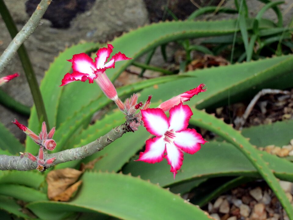 Vivid nature vibrant