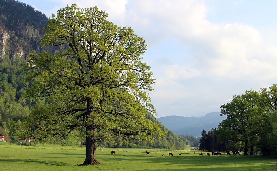 Cattle livestock ruminant