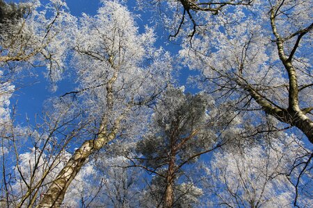 Winter magic treetop canopy