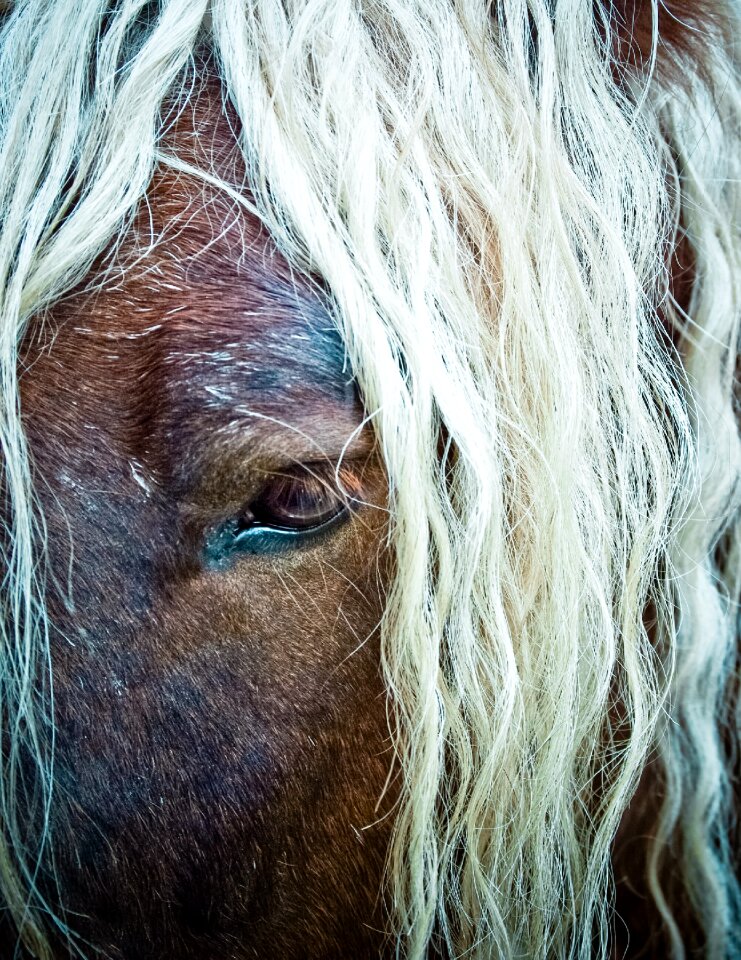 Horse head pferdeportait kaltblut