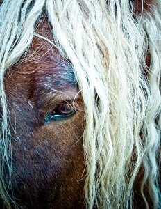Horse head pferdeportait kaltblut