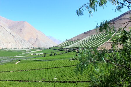 People pisco elqui photo