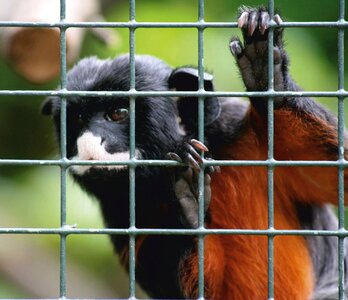 Animal imprisoned animal world