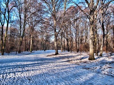 Berlin snow trees