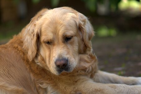 Golden retriever head big dog dog portrait photo