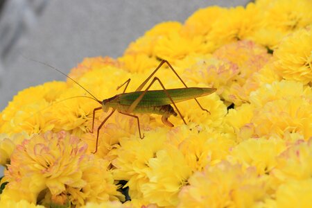 Chrysanthemum insects plants