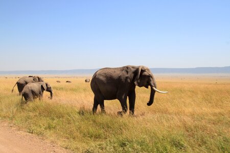 Africa safari